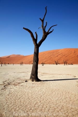 900-year-old-trees;Africa;arid;big-dunes;clay-pan;clay-pans;dead-tree;dead-trees;Dead-Vlei;Deadvlei;desert;deserts;dry;dry-lake;dry-lake-bed;dry-lake-beds;dry-lakes;dune;dunes;giant-dune;giant-dunes;giant-sand-dune;giant-sand-dunes;hot;huge-dunes;lake-bed;large-dunes;Namib-Desert;Namib-Naukluft-N.P.;Namib-Naukluft-National-Park;Namib-Naukluft-NP;Namib_Naukluft-N.P.;Namib_Naukluft-National-Park;Namib_Naukluft-NP;Namibia;national-park;national-parks;natural;orange-sand;pan;remote;remoteness;reserve;reserves;salt-pan;salt-pans;sand;sand-dune;sand-dunes;sand-hill;sand-hills;sand_dune;sand_dunes;sand_hill;sand_hills;sanddune;sanddunes;sandhill;sandhills;sandy;Sossusvlei;Southern-Africa;tree-trunk;tree-trunks;vlei;white-clay-pan;wilderness