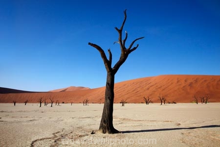 900-year-old-trees;Africa;arid;big-dunes;clay-pan;clay-pans;dead-tree;dead-trees;Dead-Vlei;Deadvlei;desert;deserts;dry;dry-lake;dry-lake-bed;dry-lake-beds;dry-lakes;dune;dunes;giant-dune;giant-dunes;giant-sand-dune;giant-sand-dunes;hot;huge-dunes;lake-bed;large-dunes;Namib-Desert;Namib-Naukluft-N.P.;Namib-Naukluft-National-Park;Namib-Naukluft-NP;Namib_Naukluft-N.P.;Namib_Naukluft-National-Park;Namib_Naukluft-NP;Namibia;national-park;national-parks;natural;orange-sand;pan;remote;remoteness;reserve;reserves;salt-pan;salt-pans;sand;sand-dune;sand-dunes;sand-hill;sand-hills;sand_dune;sand_dunes;sand_hill;sand_hills;sanddune;sanddunes;sandhill;sandhills;sandy;Sossusvlei;Southern-Africa;tree-trunk;tree-trunks;vlei;white-clay-pan;wilderness