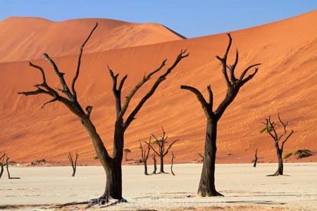 900-year-old-trees;Africa;arid;big-dunes;clay-pan;clay-pans;dead-tree;dead-trees;Dead-Vlei;Deadvlei;desert;deserts;dry;dry-lake;dry-lake-bed;dry-lake-beds;dry-lakes;dune;dunes;giant-dune;giant-dunes;giant-sand-dune;giant-sand-dunes;hot;huge-dunes;lake-bed;large-dunes;Namib-Desert;Namib-Naukluft-N.P.;Namib-Naukluft-National-Park;Namib-Naukluft-NP;Namib_Naukluft-N.P.;Namib_Naukluft-National-Park;Namib_Naukluft-NP;Namibia;national-park;national-parks;natural;orange-sand;pan;remote;remoteness;reserve;reserves;salt-pan;salt-pans;sand;sand-dune;sand-dunes;sand-hill;sand-hills;sand_dune;sand_dunes;sand_hill;sand_hills;sanddune;sanddunes;sandhill;sandhills;sandy;Sossusvlei;Southern-Africa;tree-trunk;tree-trunks;vlei;white-clay-pan;wilderness