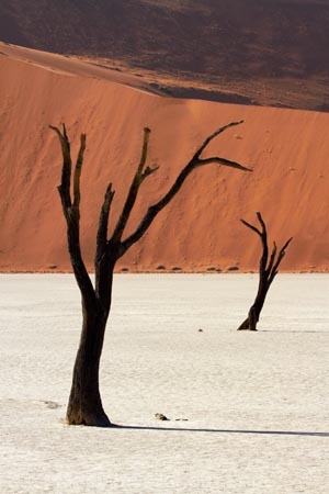 900-year-old-trees;Africa;arid;big-dunes;clay-pan;clay-pans;dead-tree;dead-trees;Dead-Vlei;Deadvlei;desert;deserts;dry;dry-lake;dry-lake-bed;dry-lake-beds;dry-lakes;dune;dunes;giant-dune;giant-dunes;giant-sand-dune;giant-sand-dunes;hot;huge-dunes;lake-bed;large-dunes;Namib-Desert;Namib-Naukluft-N.P.;Namib-Naukluft-National-Park;Namib-Naukluft-NP;Namib_Naukluft-N.P.;Namib_Naukluft-National-Park;Namib_Naukluft-NP;Namibia;national-park;national-parks;natural;orange-sand;pan;remote;remoteness;reserve;reserves;salt-pan;salt-pans;sand;sand-dune;sand-dunes;sand-hill;sand-hills;sand_dune;sand_dunes;sand_hill;sand_hills;sanddune;sanddunes;sandhill;sandhills;sandy;Sossusvlei;Southern-Africa;tree-trunk;tree-trunks;vlei;white-clay-pan;wilderness