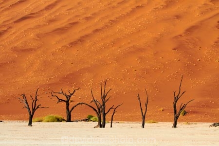 900-year-old-trees;Africa;arid;big-dunes;clay-pan;clay-pans;dead-tree;dead-trees;Dead-Vlei;Deadvlei;desert;deserts;dry;dry-lake;dry-lake-bed;dry-lake-beds;dry-lakes;dune;dunes;giant-dune;giant-dunes;giant-sand-dune;giant-sand-dunes;hot;huge-dunes;lake-bed;large-dunes;Namib-Desert;Namib-Naukluft-N.P.;Namib-Naukluft-National-Park;Namib-Naukluft-NP;Namib_Naukluft-N.P.;Namib_Naukluft-National-Park;Namib_Naukluft-NP;Namibia;national-park;national-parks;natural;orange-sand;pan;remote;remoteness;reserve;reserves;salt-pan;salt-pans;sand;sand-dune;sand-dunes;sand-hill;sand-hills;sand_dune;sand_dunes;sand_hill;sand_hills;sanddune;sanddunes;sandhill;sandhills;sandy;Sossusvlei;Southern-Africa;tree-trunk;tree-trunks;vlei;white-clay-pan;wilderness