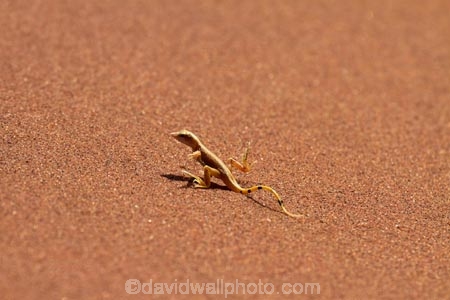 Africa;animal;arid;desert;deserts;dry;dune;dunes;hot;lizard;lizards;Meroles-anchietae;Namib-Desert;Namib-Naukluft-N.P.;Namib-Naukluft-National-Park;Namib-Naukluft-NP;Namib_Naukluft-N.P.;Namib_Naukluft-National-Park;Namib_Naukluft-NP;Namibia;national-park;national-parks;natural;orange-sand;remote;remoteness;reptile;reptiles;reserve;reserves;sand;sand-dune;sand-dunes;sand-hill;sand-hills;sand_dune;sand_dunes;sand_hill;sand_hills;sanddune;sanddunes;sandhill;sandhills;sandy;Shovel-Snouted-Lizard;Shovel_Snouted-Lizard;Sossusvlei;Southern-Africa;wilderness;wildlife