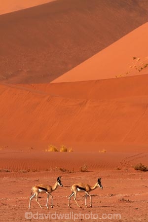 africa;african;Animal;Animals;Antelope;Antelopes;Antidorcas-marsupialis;arid;big-dunes;desert;deserts;dry;dune;dunes;expanse;giant-dune;giant-dunes;giant-sand-dune;giant-sand-dunes;hot;huge-dunes;large-dunes;Mammal;Mammals;Namib-Desert;Namib-Naukluft-N.P.;Namib-Naukluft-National-Park;Namib-Naukluft-NP;Namib_Naukluft-N.P.;Namib_Naukluft-National-Park;Namib_Naukluft-NP;Namibia;national-park;national-parks;natural;Nature;orange-sand;remote;remoteness;reserve;reserves;sand;sand-dune;sand-dunes;sand-hill;sand-hills;sand_dune;sand_dunes;sand_hill;sand_hills;sanddune;sanddunes;sandhill;sandhills;sandy;Southern-Africa;springbok;springboks;Wild;wilderness;Wildlife