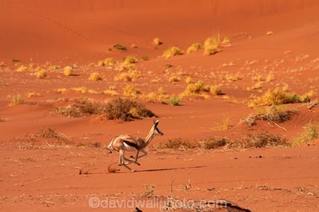 africa;african;Animal;Animals;Antelope;Antelopes;Antidorcas-marsupialis;arid;desert;deserts;dry;dune;dunes;expanse;hot;Mammal;Mammals;Namib-Desert;Namib-Naukluft-N.P.;Namib-Naukluft-National-Park;Namib-Naukluft-NP;Namib_Naukluft-N.P.;Namib_Naukluft-National-Park;Namib_Naukluft-NP;Namibia;national-park;national-parks;natural;Nature;orange-sand;remote;remoteness;reserve;reserves;sand;sand-dune;sand-dunes;sand-hill;sand-hills;sand_dune;sand_dunes;sand_hill;sand_hills;sanddune;sanddunes;sandhill;sandhills;sandy;Southern-Africa;springbok;springboks;Wild;wilderness;Wildlife
