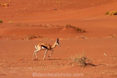 africa;african;Animal;Animals;Antelope;Antelopes;Antidorcas-marsupialis;arid;desert;deserts;dry;dune;dunes;expanse;hot;Mammal;Mammals;Namib-Desert;Namib-Naukluft-N.P.;Namib-Naukluft-National-Park;Namib-Naukluft-NP;Namib_Naukluft-N.P.;Namib_Naukluft-National-Park;Namib_Naukluft-NP;Namibia;national-park;national-parks;natural;Nature;orange-sand;remote;remoteness;reserve;reserves;sand;sand-dune;sand-dunes;sand-hill;sand-hills;sand_dune;sand_dunes;sand_hill;sand_hills;sanddune;sanddunes;sandhill;sandhills;sandy;Southern-Africa;springbok;springboks;Wild;wilderness;Wildlife