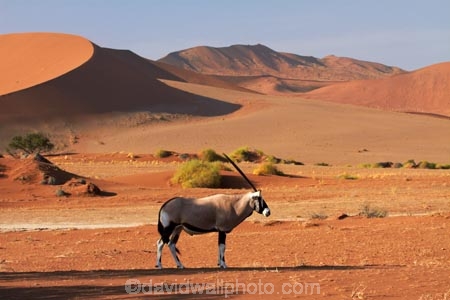 africa;african;Animal;Animals;Antelope;Antelopes;arid;big-dunes;desert;deserts;dry;dune;dunes;expanse;Gemsbok;gemsboks;giant-dune;giant-dunes;giant-sand-dune;giant-sand-dunes;hot;huge-dunes;large-dunes;Mammal;Mammals;Namib-Desert;Namib-Naukluft-N.P.;Namib-Naukluft-National-Park;Namib-Naukluft-NP;Namib_Naukluft-N.P.;Namib_Naukluft-National-Park;Namib_Naukluft-NP;Namibia;national-park;national-parks;natural;Nature;orange-sand;Oryx;Oryx-gazella;oryxes;oryxs;remote;remoteness;reserve;reserves;sand;sand-dune;sand-dunes;sand-hill;sand-hills;sand_dune;sand_dunes;sand_hill;sand_hills;sanddune;sanddunes;sandhill;sandhills;sandy;Sossusvlei;Southern-Africa;Wild;wilderness;Wildlife