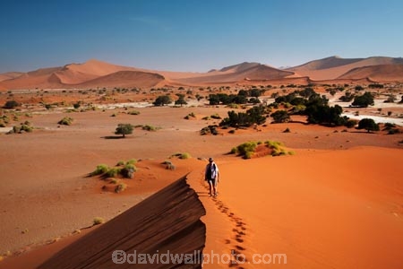 Africa;arid;big-dunes;children;desert;deserts;dry;dune;dunes;families;family;family-holiday;family-holidays;giant-dune;giant-dunes;giant-sand-dune;giant-sand-dunes;holiday;holidays;hot;huge-dunes;large-dunes;Namib-Desert;Namib-Naukluft-N.P.;Namib-Naukluft-National-Park;Namib-Naukluft-NP;Namib_Naukluft-N.P.;Namib_Naukluft-National-Park;Namib_Naukluft-NP;Namibia;national-park;national-parks;natural;orange-sand;people;person;remote;remoteness;reserve;reserves;sand;sand-dune;sand-dunes;sand-hill;sand-hills;sand_dune;sand_dunes;sand_hill;sand_hills;sanddune;sanddunes;sandhill;sandhills;sandy;Sossusvlei;Southern-Africa;tourism;tourist;tourists;wilderness