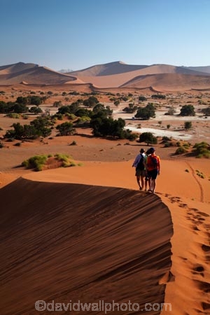 Africa;arid;big-dunes;children;desert;deserts;dry;dune;dunes;families;family;family-holiday;family-holidays;giant-dune;giant-dunes;giant-sand-dune;giant-sand-dunes;holiday;holidays;hot;huge-dunes;large-dunes;Namib-Desert;Namib-Naukluft-N.P.;Namib-Naukluft-National-Park;Namib-Naukluft-NP;Namib_Naukluft-N.P.;Namib_Naukluft-National-Park;Namib_Naukluft-NP;Namibia;national-park;national-parks;natural;orange-sand;people;person;remote;remoteness;reserve;reserves;sand;sand-dune;sand-dunes;sand-hill;sand-hills;sand_dune;sand_dunes;sand_hill;sand_hills;sanddune;sanddunes;sandhill;sandhills;sandy;Sossusvlei;Southern-Africa;tourism;tourist;tourists;wilderness