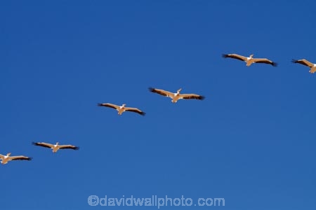 Africa;animal;animals;avian;bird;bird-watching;birds;Eastern-White-Pelican;eco-tourism;eco_tourism;ecotourism;Fauna;Great-White-Pelican;Namib-Naukluft-N.P.;Namib-Naukluft-National-Park;Namib-Naukluft-NP;Namib_Naukluft-N.P.;Namib_Naukluft-National-Park;Namib_Naukluft-NP;Namibia;Natural;Nature;Ornithology;Pelecanus-onocrotalus;Rosy-Pelican;Sandwich-Harbour-4x4-tour;Southern-Africa;Walfischbai;Walfischbucht;Walvis-Bay;Walvis-Bay-Harbour;Walvisbaai;White-Pelican;wildlife
