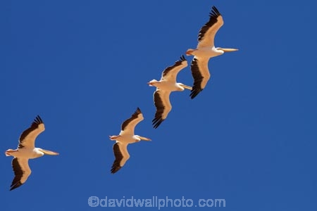 Africa;animal;animals;avian;bird;bird-watching;birds;Eastern-White-Pelican;eco-tourism;eco_tourism;ecotourism;Fauna;Great-White-Pelican;Namib-Naukluft-N.P.;Namib-Naukluft-National-Park;Namib-Naukluft-NP;Namib_Naukluft-N.P.;Namib_Naukluft-National-Park;Namib_Naukluft-NP;Namibia;Natural;Nature;Ornithology;Pelecanus-onocrotalus;Rosy-Pelican;Sandwich-Harbour-4x4-tour;Southern-Africa;Walfischbai;Walfischbucht;Walvis-Bay;Walvis-Bay-Harbour;Walvisbaai;White-Pelican;wildlife