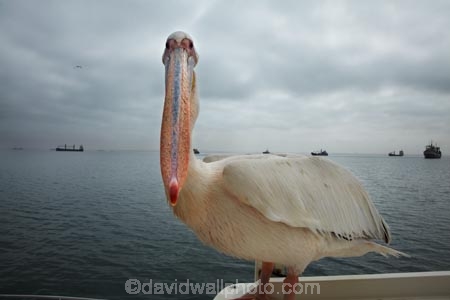 Africa;animal;animals;Atlantic-Coast;Atlantic-Ocean;avian;bird;bird-watching;birds;boat;boat-cruise;boat-cruises;boats;coast;coastal;cruiser;cruisers;Eastern-White-Pelican;eco-tourism;eco_tourism;ecotourism;Fauna;Great-White-Pelican;harbour;harbours;launch;launches;Mola-Mola;Mola-Mola-Boat-Tours;Mola-Mola-Safaris;Mola-Mola-Tours;Namibia;Natural;Nature;Ornithology;Pelecanus-onocrotalus;Rosy-Pelican;Skeleton-Coast;Southern-Africa;tour-boat;tour-boats;tourist-boat;tourist-boats;Walfischbai;Walfischbucht;Walvis-Bay;Walvis-Bay-Harbour;Walvisbaai;White-Pelican;wildlife