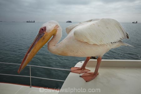 Africa;animal;animals;Atlantic-Coast;Atlantic-Ocean;avian;bird;bird-watching;birds;boat;boat-cruise;boat-cruises;boats;coast;coastal;cruiser;cruisers;Eastern-White-Pelican;eco-tourism;eco_tourism;ecotourism;Fauna;Great-White-Pelican;harbour;harbours;launch;launches;Mola-Mola;Mola-Mola-Boat-Tours;Mola-Mola-Safaris;Mola-Mola-Tours;Namibia;Natural;Nature;Ornithology;Pelecanus-onocrotalus;Rosy-Pelican;Skeleton-Coast;Southern-Africa;tour-boat;tour-boats;tourist-boat;tourist-boats;Walfischbai;Walfischbucht;Walvis-Bay;Walvis-Bay-Harbour;Walvisbaai;White-Pelican;wildlife