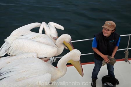 Africa;animal;animals;avian;bird;bird-watching;birds;boat;boat-cruise;boat-cruises;boats;coast;coastal;cruiser;cruisers;Eastern-White-Pelican;eco-tourism;eco_tourism;ecotourism;Fauna;Great-White-Pelican;harbour;harbours;launch;launches;Mola-Mola;Mola-Mola-Boat-Tours;Mola-Mola-Safaris;Mola-Mola-Tours;Namibia;Natural;Nature;Ornithology;Pelecanus-onocrotalus;Rosy-Pelican;Southern-Africa;tour-boat;tour-boats;tourist-boat;tourist-boats;Walfischbai;Walfischbucht;Walvis-Bay;Walvis-Bay-Harbour;Walvisbaai;White-Pelican;wildlife
