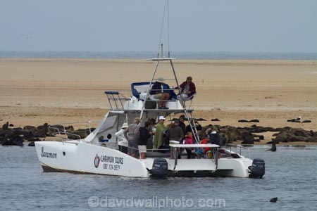 Africa;animal;animals;Arctocephalus-pusillus;Atlantic-Coast;Atlantic-Ocean;beach;beaches;boat;boat-cruise;boat-cruises;boats;brown-fur-seal;Cape-Fur-Seal;catamaran;catamarans;children;coast;coastal;cruiser;cruisers;families;family;family-holiday;family-holidays;fur-seal;fur-seals;harbour;harbours;holiday;holidays;Laramon-Tour-Boat;launch;launches;mammal;mammals;Mola-Mola;Mola-Mola-Boat-Tours;Mola-Mola-Safaris;Mola-Mola-Tours;Namibia;Pelican-Point;people;person;sandy;seal;seals;Skeleton-Coast;South-African-fur-seal;Southern-Africa;tour-boat;tour-boats;tourism;tourist;tourist-boat;tourist-boats;tourists;Walfischbai;Walfischbucht;Walvis-Bay;Walvis-Bay-Harbour;Walvisbaai;wildlife