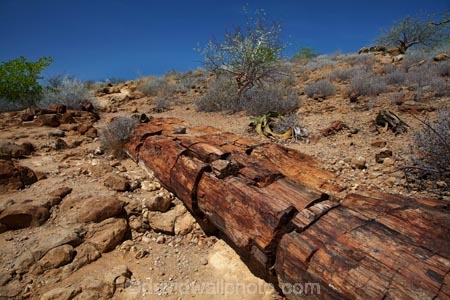 Africa;Damaraland;fossil;fossilised-trunks;fossilised-wood;fossilized-wood;fossils;Kunene-District;Kunene-Region;Namibia;permineralization.;petrification;Petrified-Forest;petrified-tree;petrified-trees;petrified-wood;silicification;Southern-Africa;tree-trunk;tree-trunks;wooden-opal