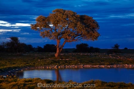 Africa;cloud;clouds;cloudy;dusk;Etosha-N.P.;Etosha-National-Park;Etosha-NP;evening;game-park;game-parks;game-reserve;game-reserves;Namibia;national-park;national-parks;night;night_time;nightfall;Okaukuejo;Okaukuejo-Camp;Okaukuejo-Rest-Camp;Okaukuejo-waterhole;Southern-Africa;sunset;sunsets;twilight;waterhole;waterholes;wildlife-park;wildlife-parks;wildlife-reserve;wildlife-reserves
