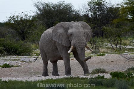Africa;African-bush-elephant;African-bush-elephants;African-elephant;African-elephants;animal;animals;elephant;elephants;Etosha-N.P.;Etosha-National-Park;Etosha-NP;game-park;game-parks;game-reserve;game-reserves;Loxodonta-africana;mammal;mammals;Namibia;national-park;national-parks;pachyderm;pachyderms;Southern-Africa;wildlife;wildlife-park;wildlife-parks;wildlife-reserve;wildlife-reserves