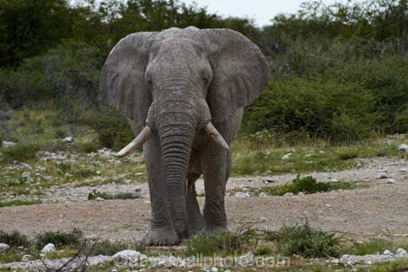 Africa;African-bush-elephant;African-bush-elephants;African-elephant;African-elephants;animal;animals;elephant;elephants;Etosha-N.P.;Etosha-National-Park;Etosha-NP;game-park;game-parks;game-reserve;game-reserves;Loxodonta-africana;mammal;mammals;Namibia;national-park;national-parks;pachyderm;pachyderms;Southern-Africa;wildlife;wildlife-park;wildlife-parks;wildlife-reserve;wildlife-reserves
