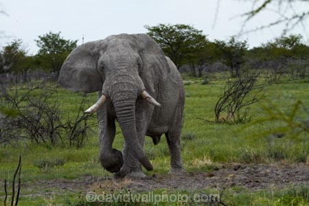 Africa;African-bush-elephant;African-bush-elephants;African-elephant;African-elephants;animal;animals;elephant;elephants;Etosha-N.P.;Etosha-National-Park;Etosha-NP;game-park;game-parks;game-reserve;game-reserves;Loxodonta-africana;mammal;mammals;Namibia;national-park;national-parks;pachyderm;pachyderms;Southern-Africa;wildlife;wildlife-park;wildlife-parks;wildlife-reserve;wildlife-reserves
