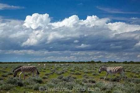 Africa;animal;animals;Burchells-zebra;cloud;clouds;cloudy;Equus-quagga;Equus-quagga-burchellii;Etosha-N.P.;Etosha-National-Park;Etosha-NP;game-park;game-parks;game-reserve;game-reserves;mammal;mammals;Namibia;national-park;national-parks;Plains-zebra;skies;sky;Southern-Africa;Steppenzebra;wildlife;wildlife-park;wildlife-parks;wildlife-reserve;wildlife-reserves;Zebra;zerbras