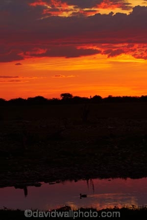 Africa;duck;ducks;dusk;Etosha-N.P.;Etosha-National-Park;Etosha-NP;evening;game-park;game-parks;game-reserve;game-reserves;Namibia;national-park;national-parks;night;night_time;nightfall;Okaukuejo;Okaukuejo-Camp;Okaukuejo-Rest-Camp;Okaukuejo-waterhole;orange;Southern-Africa;sunset;sunsets;twilight;waterhole;waterholes;wildlife-park;wildlife-parks;wildlife-reserve;wildlife-reserves