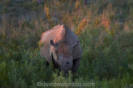 Africa;animal;animals;black-rhinoceros;Diceros-bicornis;Etosha-N.P.;Etosha-National-Park;Etosha-NP;game-park;game-parks;game-reserve;game-reserves;hook-lipped-rhinoceros;hook_lipped-rhinoceros;mammal;mammals;Namibia;national-park;national-parks;rhino;rhinoceros;rhinoceroses;rhinocerotes;rhinos;Southern-Africa;wildlife;wildlife-park;wildlife-parks;wildlife-reserve;wildlife-reserves