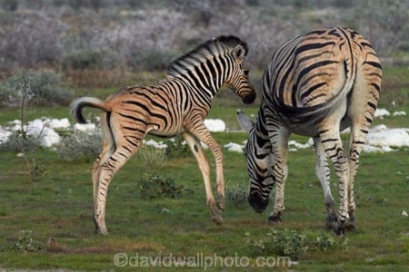 Africa;animal;animals;baby;babys;Burchells-zebra;colt;colts;Equus-quagga;Equus-quagga-burchellii;Etosha-N.P.;Etosha-National-Park;Etosha-NP;foal;foals;game-park;game-parks;game-reserve;game-reserves;mammal;mammals;Namibia;national-park;national-parks;Plains-zebra;Southern-Africa;Steppenzebra;wildlife;wildlife-park;wildlife-parks;wildlife-reserve;wildlife-reserves;young-zebra;Zebra;zerbras