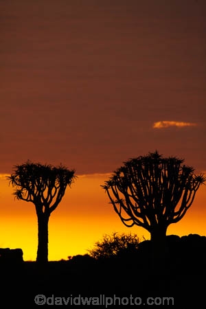 karas;karas-region;africa;african;aloe;Aloe-dichotoma;aloes;bark;botany;cloud;clouds;desert;desert-plant;desert-plants;dusk;evening;forest;forests;Keetmanshoop;kokerboom-forest;Kokerboom-Tree;Kokerboom-Trees;Mesosaurus-Camp;Mesosaurus-Fossil-Camp;nambia;Namib-Desert;Namibia;namibian;nature;night;night_time;nightfall;plant;plants;Quiver-Tree;quiver-tree-forest;Quiver-Trees;quivers;quivertree-forest;Southern-Africa;Southern-Namiba;southern-Namibia;sunset;sunsets;tree;trees;twilight;unusual;vegetation