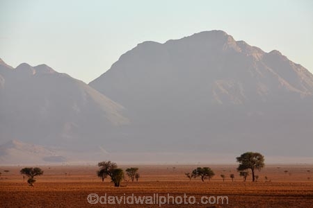 acacia;acacia-tree;acacia-trees;Africa;African;desert;deserts;light;mountain;mountain-range;Namib-Desert;Namib-Rand;Namib-Rand-Nature-Reserve;Namibia;NamibRand;NamibRand-Family-Hideout;NamibRand-Nature-Reserve;NamibRand-Reserve;NRNR;plain;sand;sandy;Southern-Africa;Southern-Namibia;tree;trees