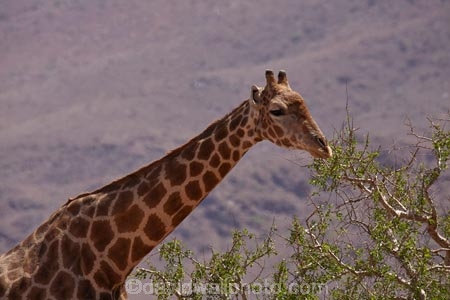 Africa;African;African-plain;African-plains;Angolan-giraffe;animal;animals;desert;deserts;game-drive;game-viewing;Giraffa-camelopardalis;Giraffa-camelopardalis-angolensis;giraffe;giraffes;herd;herds;mammal;mammals;Namib-Desert;Namibia;natural;nature;plain;plains;safari;safaris;Southern-Africa;tall;wild;wilderness;wildlife