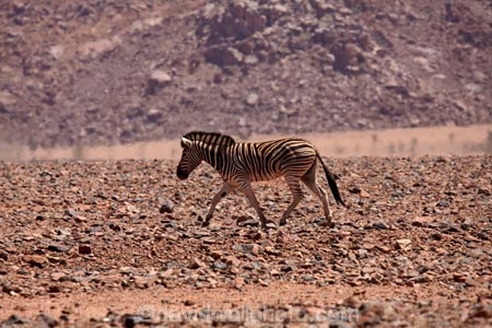 Africa;African;African-wildlife;animal;animals;black-amp;-white;black-and-white;Burchells-zebra;C27-road;D826-road;desert;deserts;Equus-burchellii;Equus-quagga;Equus-quagga-burchellii;game-drive;game-viewing;heat-haze;heat-shimmer;mammal;mammals;Namib-Desert;Namib-Rand-Nature-Reserve;Namibia;national-park;national-parks;natural;nature;reserve;reserves;safari;safaris;Southern-Africa;stripe;stripes;stripped;wild;wilderness;wildlife;zebra;zebras
