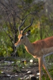 Aepyceros-melampus;Aepyceros-melampus-petersi;Africa;animal;animals;antelope;antelopes;black-faced-impala;black-faced-impalas;black_faced-impala;black_faced-impalas;blackfaced-impala;blackfaced-impalas;Etosha-N.P.;Etosha-National-Park;Etosha-NP;game-park;game-parks;game-reserve;game-reserves;game-viewing;impala;impalas;male;males;mammal;mammals;Namibia;national-park;national-parks;Southern-Africa;wildlife;wildlife-park;wildlife-parks;wildlife-reserve;wildlife-reserves