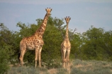 Africa;Angolan-giraffe;animal;animals;Etosha-N.P.;Etosha-National-Park;Etosha-NP;game-park;game-parks;game-reserve;game-reserves;Giraffa-camelopardalis;Giraffa-camelopardalis-angolensis;giraffe;giraffes;mammal;mammals;Namibia;national-park;national-parks;Southern-Africa;wildlife;wildlife-park;wildlife-parks;wildlife-reserve;wildlife-reserves