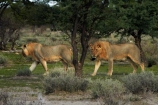 Africa;animal;animals;carnivore;carnivores;cat;cats;Etosha-N.P.;Etosha-National-Park;Etosha-NP;feline;game-park;game-parks;game-reserve;game-reserves;hunter;hunters;lion;lions;mammal;mammals;Namibia;national-park;national-parks;Panthera-leo;predator;predators;Southern-Africa;wildlife;wildlife-park;wildlife-parks;wildlife-reserve;wildlife-reserves