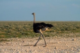 Africa;animal;animals;bird;bird-spotting;birds;Etosha-N.P.;Etosha-National-Park;Etosha-NP;game-drive;game-park;game-parks;game-reserve;game-reserves;game-viewing;Namibia;national-park;national-parks;natural;nature;Ostrich;ostriches;reserve;reserves;Southern-Africa;Struthio-camelus;wild;wilderness;wildlife;wildlife-park;wildlife-parks;wildlife-reserve;wildlife-reserves
