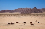 Africa;Aus;desert;desert-horse;desert-horses;deserts;dry;equestrian;feral-desert-horses;feral-horse;feral-horses;Garub;horse;horses;Namib-Desert;Namib-Naukluft-N.P.;Namib-Naukluft-National-Park;Namib-Naukluft-NP;Namib_Naukluft-N.P.;Namib_Naukluft-National-Park;Namib_Naukluft-NP;Namibia;Southern-Africa;Southern-Namiba;wild-desert-horses;wild-horse;wild-horses