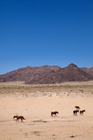 Africa;Aus;desert;desert-horse;desert-horses;deserts;dry;equestrian;feral-desert-horses;feral-horse;feral-horses;Garub;horse;horses;Namib-Desert;Namib-Naukluft-N.P.;Namib-Naukluft-National-Park;Namib-Naukluft-NP;Namib_Naukluft-N.P.;Namib_Naukluft-National-Park;Namib_Naukluft-NP;Namibia;Southern-Africa;Southern-Namiba;wild-desert-horses;wild-horse;wild-horses