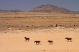 Africa;Aus;desert;desert-horse;desert-horses;deserts;dry;equestrian;feral-desert-horses;feral-horse;feral-horses;Garub;herd;herds;horse;horses;Namib-Desert;Namib-Naukluft-N.P.;Namib-Naukluft-National-Park;Namib-Naukluft-NP;Namib_Naukluft-N.P.;Namib_Naukluft-National-Park;Namib_Naukluft-NP;Namibia;Southern-Africa;Southern-Namiba;wild-desert-horses;wild-horse;wild-horses