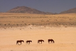 Africa;Aus;desert;desert-horse;desert-horses;deserts;dry;equestrian;feral-desert-horses;feral-horse;feral-horses;Garub;herd;herds;horse;horses;Namib-Desert;Namib-Naukluft-N.P.;Namib-Naukluft-National-Park;Namib-Naukluft-NP;Namib_Naukluft-N.P.;Namib_Naukluft-National-Park;Namib_Naukluft-NP;Namibia;Southern-Africa;Southern-Namiba;wild-desert-horses;wild-horse;wild-horses