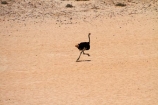 africa;african;animal;animals;Aus;bird;bird-spotting;birds;desert;deserts;dry;game-viewing;Garub;Namib-Desert;Namib-Naukluft-N.P.;Namib-Naukluft-National-Park;Namib-Naukluft-NP;Namib_Naukluft-N.P.;Namib_Naukluft-National-Park;Namib_Naukluft-NP;Namibia;nature;ostrich;ostriches;sand;sandy;Southern-Africa;Southern-Namiba;Struthio-camelus;wild;wildlife