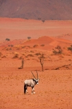 Africa;african;Animal;Animals;Antelope;Antelopes;arid;desert;deserts;dry;expanse;Gemsbok;gemsboks;hot;Mammal;Mammals;Namib-Desert;Namib-Rand;Namib-Rand-Nature-Reserve;Namibia;NamibRand;NamibRand-Nature-Reserve;NamibRand-Reserve;natural;Nature;NRNR;orange-sand;Oryx;oryx-gazella;oryxes;oryxs;remote;remoteness;reserve;reserves;safari;safaris;sand;sandy;Southern-Africa;Southern-Namibia;Wild;wilderness;Wildlife