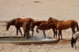 Africa;Aus;desert;desert-horse;desert-horses;deserts;dry;equestrian;feral-desert-horses;feral-horse;feral-horses;Garub;Garub-waterhole;horse;horses;Namib-Desert;Namib-Naukluft-N.P.;Namib-Naukluft-National-Park;Namib-Naukluft-NP;Namib_Naukluft-N.P.;Namib_Naukluft-National-Park;Namib_Naukluft-NP;Namibia;Southern-Africa;Southern-Namiba;water-hole;water-holes;water_hole;water_holes;waterhole;waterholes;wild-desert-horses;wild-horse;wild-horses