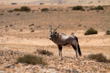 Africa;Animal;Animals;Antelope;Antelopes;Aus;desert;deserts;dry;expanse;Garub;Gemsbok;gemsboks;Mammal;Mammals;Namib-Desert;Namib-Naukluft-N.P.;Namib-Naukluft-National-Park;Namib-Naukluft-NP;Namib_Naukluft-N.P.;Namib_Naukluft-National-Park;Namib_Naukluft-NP;Namibia;Nature;Oryx;Oryx-gazella;oryxes;oryxs;Southern-Africa;Southern-Namiba;Wild;wilderness;Wildlife