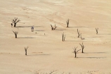 900-year-old-trees;adventure;adventurous;Africa;clay-pan;clay-pans;dead-tree;dead-trees;Dead-Vlei;Deadvlei;desert;deserts;dry-lake;dry-lake-bed;dry-lake-beds;dry-lakes;lake-bed;mammal;Namib-Desert;Namib-Naukluft-N.P.;Namib-Naukluft-National-Park;Namib-Naukluft-NP;Namib_Naukluft-N.P.;Namib_Naukluft-National-Park;Namib_Naukluft-NP;Namibia;national-park;national-parks;pan;people;person;photographer;photographers;reserve;reserves;salt-pan;salt-pans;Sossusvlei;Southern-Africa;tourism;tourist;tourists;tree-trunk;tree-trunks;vlei;white-clay-pan;white-pan