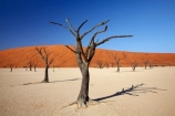 900-year-old-trees;Africa;arid;big-dunes;clay-pan;clay-pans;dead-tree;dead-trees;Dead-Vlei;Deadvlei;desert;deserts;dry;dry-lake;dry-lake-bed;dry-lake-beds;dry-lakes;dune;dunes;giant-dune;giant-dunes;giant-sand-dune;giant-sand-dunes;hot;huge-dunes;lake-bed;large-dunes;Namib-Desert;Namib-Naukluft-N.P.;Namib-Naukluft-National-Park;Namib-Naukluft-NP;Namib_Naukluft-N.P.;Namib_Naukluft-National-Park;Namib_Naukluft-NP;Namibia;national-park;national-parks;natural;orange-sand;pan;remote;remoteness;reserve;reserves;salt-pan;salt-pans;sand;sand-dune;sand-dunes;sand-hill;sand-hills;sand_dune;sand_dunes;sand_hill;sand_hills;sanddune;sanddunes;sandhill;sandhills;sandy;Sossusvlei;Southern-Africa;tree-trunk;tree-trunks;vlei;white-clay-pan;wilderness