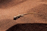 Africa;animal;arid;Dead-vlei;Deadvlei;desert;deserts;dry;dune;dunes;hot;lizard;lizards;Meroles-micropholidotus;Namib-Desert;Namib-Naukluft-N.P.;Namib-Naukluft-National-Park;Namib-Naukluft-NP;Namib_Naukluft-N.P.;Namib_Naukluft-National-Park;Namib_Naukluft-NP;Namibia;national-park;national-parks;natural;orange-sand;remote;remoteness;reptile;reptiles;reserve;reserves;sand;sand-dune;sand-dunes;sand-hill;sand-hills;sand_dune;sand_dunes;sand_hill;sand_hills;sanddune;sanddunes;sandhill;sandhills;sandy;Small_scaled-Desert-Lizard;Small_scaled-Sand-Lizard;Sossusvlei;Southern-Africa;wilderness;wildlife