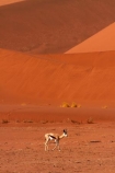 africa;african;Animal;Animals;Antelope;Antelopes;Antidorcas-marsupialis;arid;big-dunes;desert;deserts;dry;dune;dunes;expanse;giant-dune;giant-dunes;giant-sand-dune;giant-sand-dunes;hot;huge-dunes;large-dunes;Mammal;Mammals;Namib-Desert;Namib-Naukluft-N.P.;Namib-Naukluft-National-Park;Namib-Naukluft-NP;Namib_Naukluft-N.P.;Namib_Naukluft-National-Park;Namib_Naukluft-NP;Namibia;national-park;national-parks;natural;Nature;orange-sand;remote;remoteness;reserve;reserves;sand;sand-dune;sand-dunes;sand-hill;sand-hills;sand_dune;sand_dunes;sand_hill;sand_hills;sanddune;sanddunes;sandhill;sandhills;sandy;Southern-Africa;springbok;springboks;Wild;wilderness;Wildlife