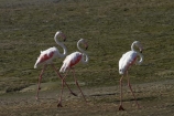 Africa;animal;animals;avian;bird;bird-watching;birds;eco-tourism;eco_tourism;ecotourism;Fauna;flight;fly;flying;Greater-Flamingo;Greater-Flamingoes;Namibia;Natural;Nature;Ornithology;Phoenicopterus-roseus;Southern-Africa;Walfischbai;Walfischbucht;Walvis-Bay;Walvisbaai;wildlife