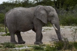 Africa;African-bush-elephant;African-bush-elephants;African-elephant;African-elephants;animal;animals;elephant;elephants;Etosha-N.P.;Etosha-National-Park;Etosha-NP;game-park;game-parks;game-reserve;game-reserves;Loxodonta-africana;mammal;mammals;Namibia;national-park;national-parks;pachyderm;pachyderms;Southern-Africa;wildlife;wildlife-park;wildlife-parks;wildlife-reserve;wildlife-reserves