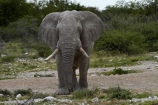 Africa;African-bush-elephant;African-bush-elephants;African-elephant;African-elephants;animal;animals;elephant;elephants;Etosha-N.P.;Etosha-National-Park;Etosha-NP;game-park;game-parks;game-reserve;game-reserves;Loxodonta-africana;mammal;mammals;Namibia;national-park;national-parks;pachyderm;pachyderms;Southern-Africa;wildlife;wildlife-park;wildlife-parks;wildlife-reserve;wildlife-reserves